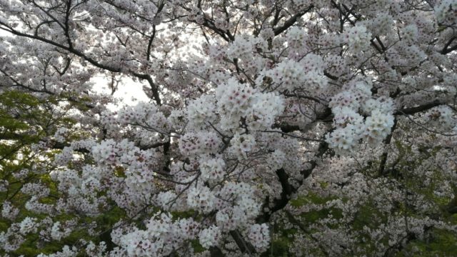 グァルネリ・デル・ジェスのカノン砲 パガニーニ|ルネサンスギターとウスレレのすすめ 一十舎 (Ittosya)